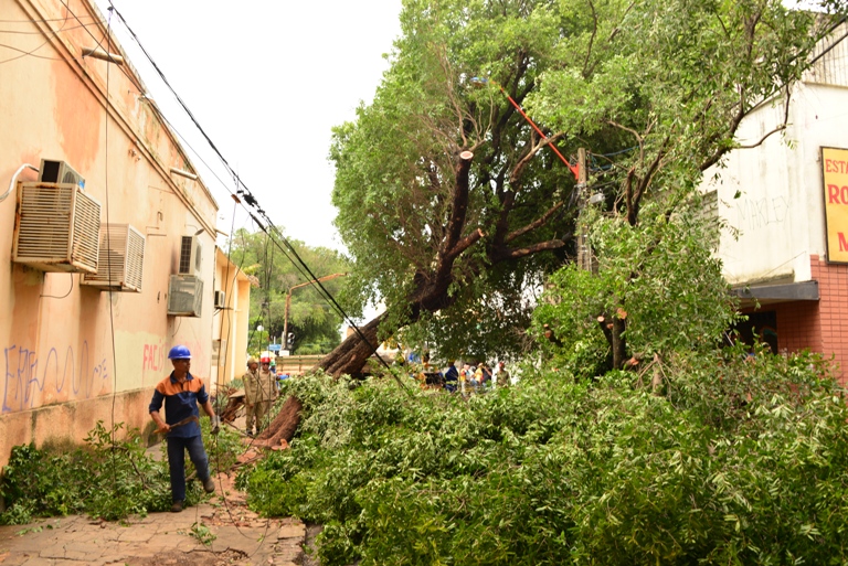 PMT estuda projeto que isenta famílias de baixa renda do custo com a poda de árvores