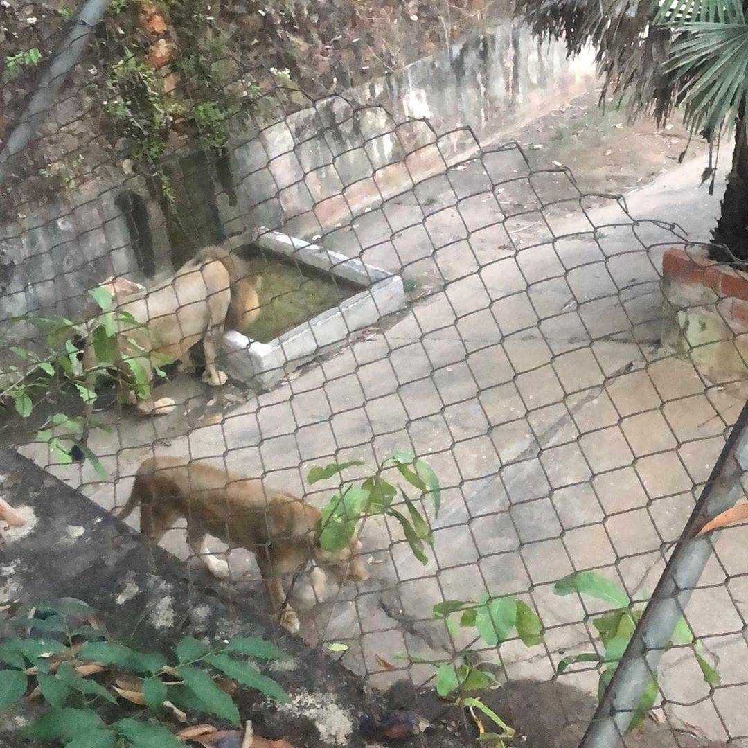 animais_6cdf118ade9b81f8fa35cba47fffd5206dc52453.jpg