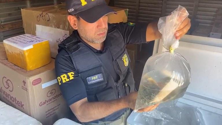 Animais marinhos apreendidos pela PRF