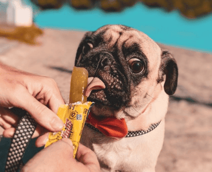 Sorvete para cães