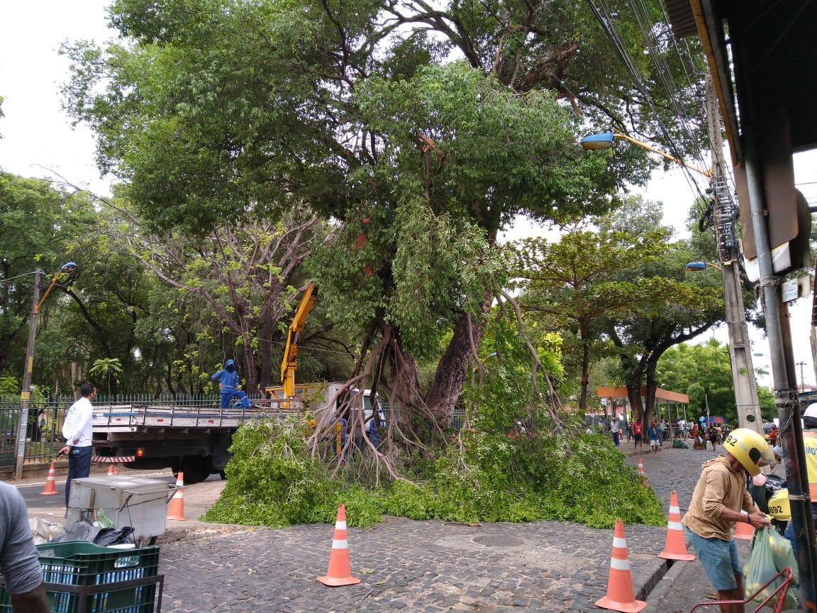 Chuva derruba árvore na Praça da Bandeira