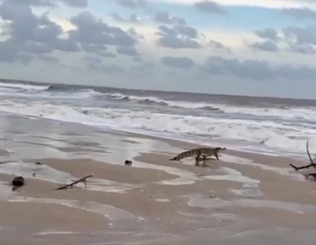 jacaré na Praia de Luis Correa