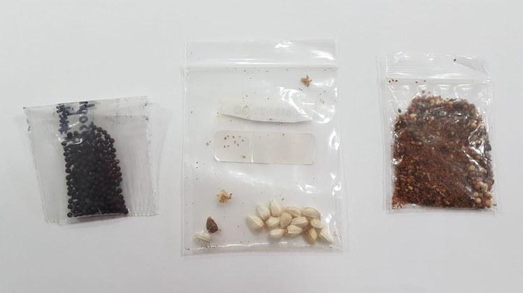 Sementes misteriosas chegam ao Piauí