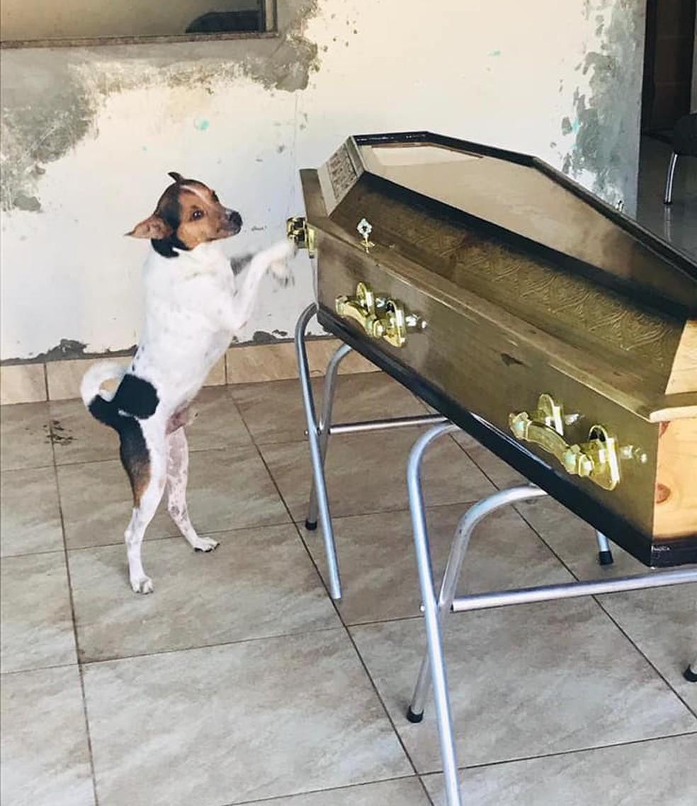 Cachorro chora e acompanha velório da dona ao lado do caixão