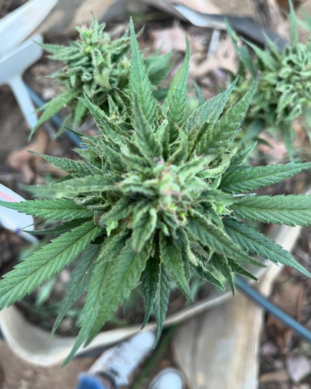 A proposta é fomentar o debate acerca do potencial da Cannabis e seus derivados no uso terapêutico e medicina