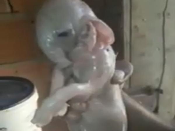Porca nasce com orelha e tromba de elefante em Alagoas