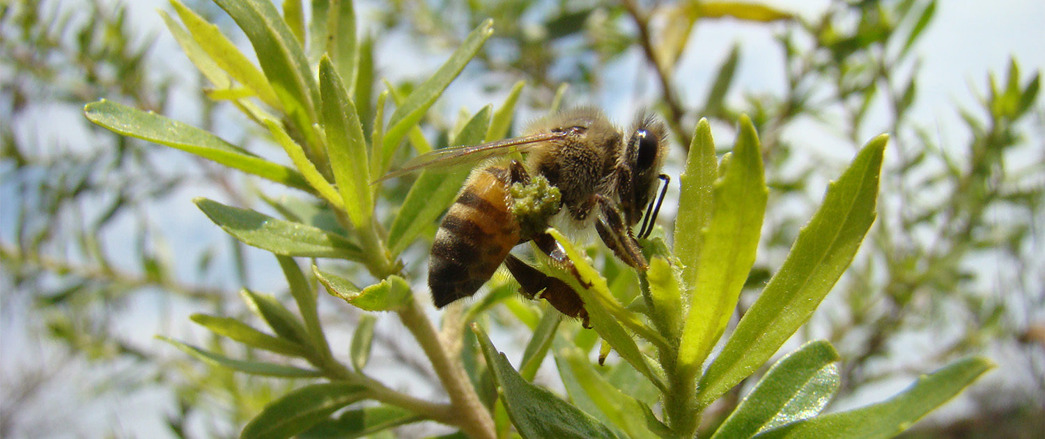 Compostos da própolis verde mostram potencial contra doenças como  Alzheimer e Parkinson