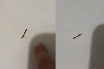 Garoto questiona porquê insetos não se separam