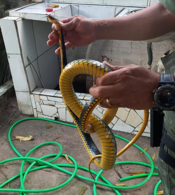 Cobra resgatada
