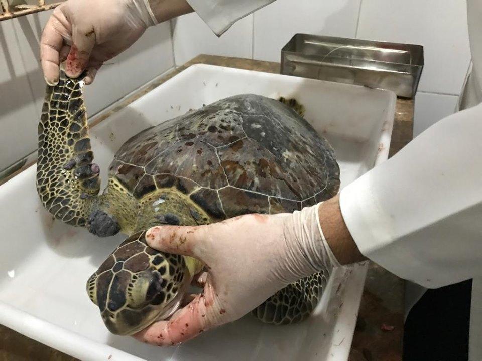 Tartaruga encontrada no litoral do Piauí