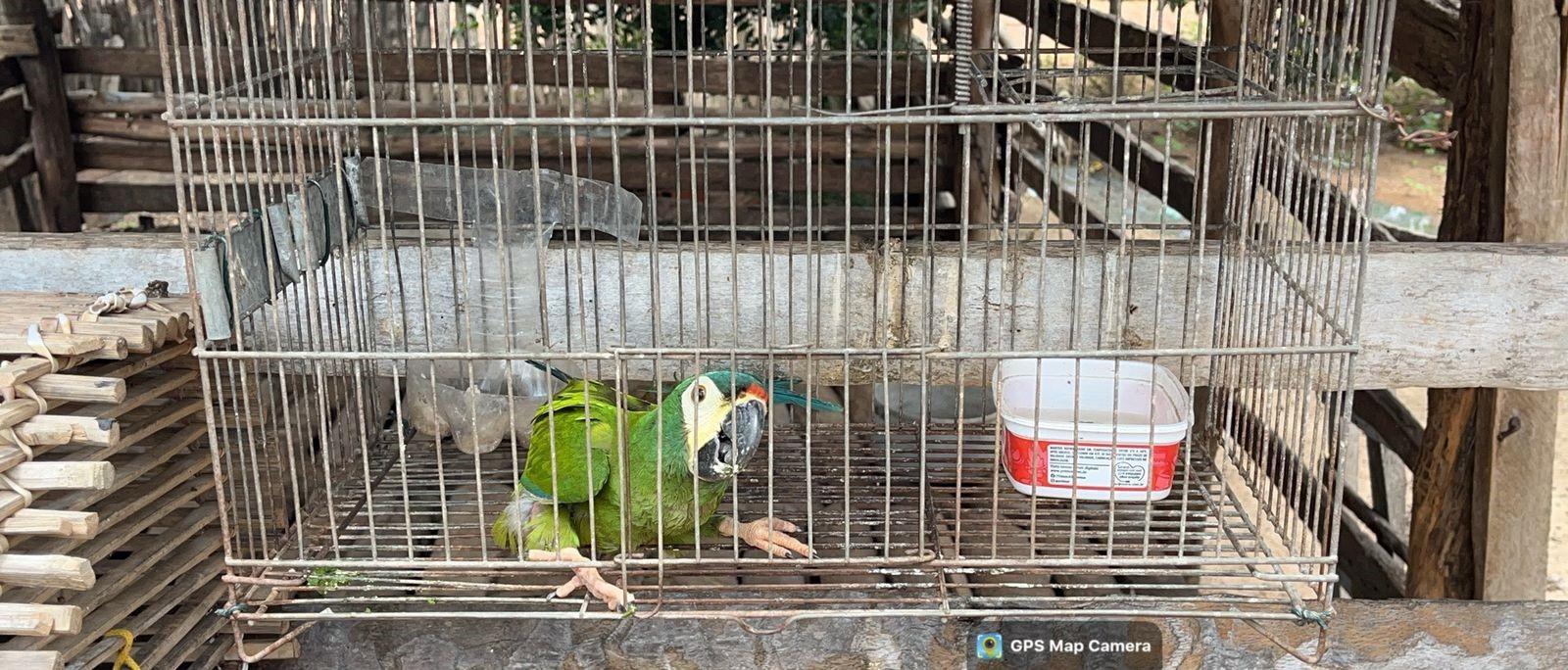 Os animais resgatados serão enviados ao Ibama