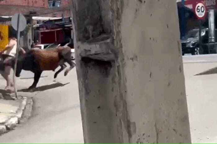 Mulher fica ferida ao ser atacada por boi solto em rua