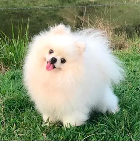 Animal de estimação