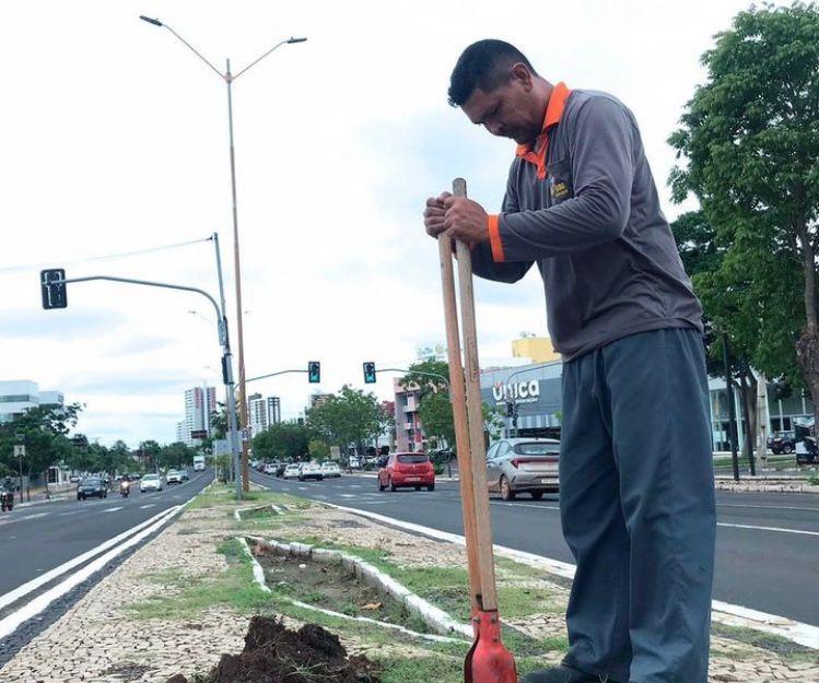 Plantio de árvores na avenida João XXIII