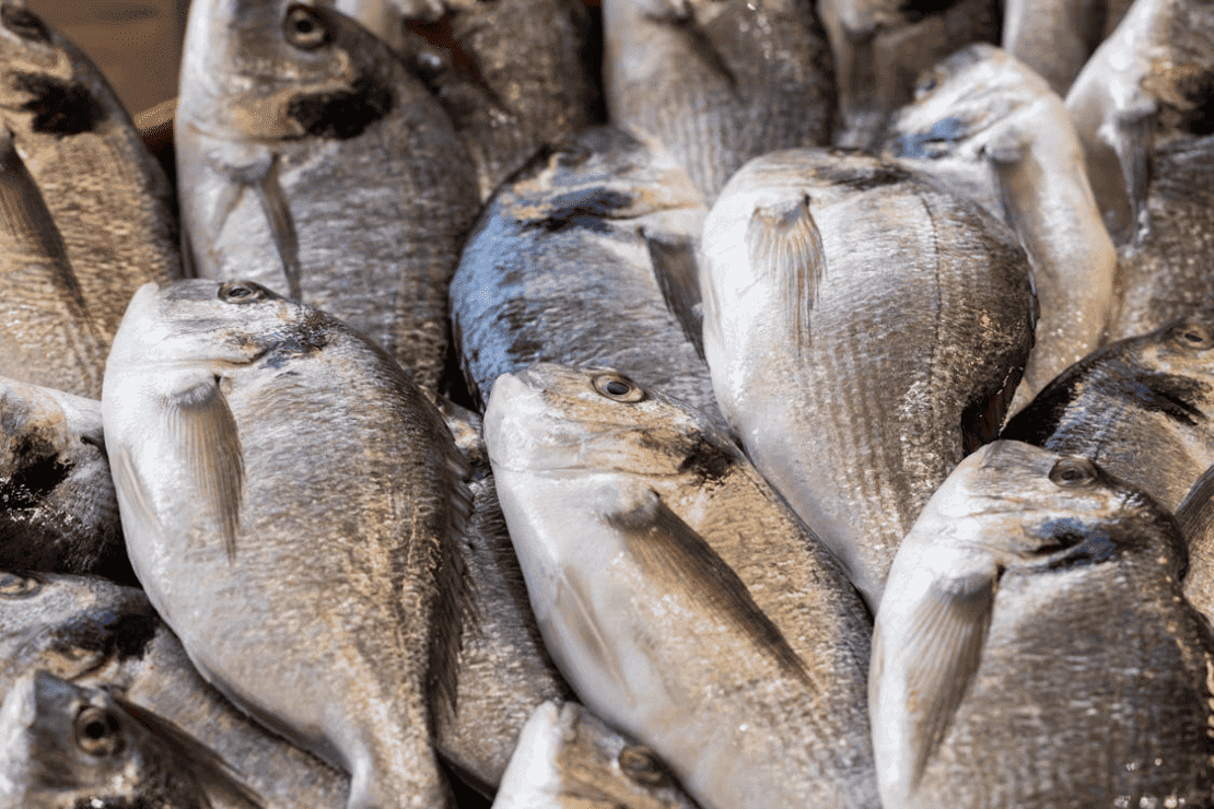 Qualidade dos pescados é fiscalizada pela Vigilância Sanitária