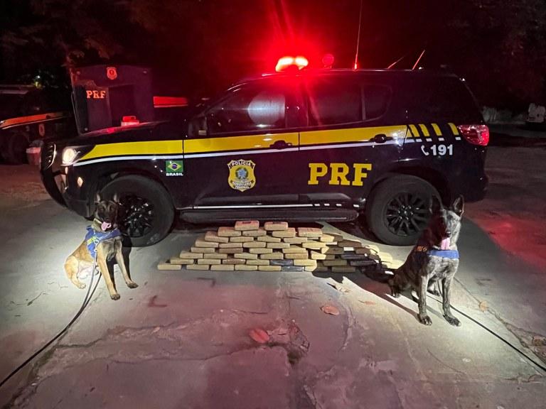 Cães farejadores ao lado da droga apreendida