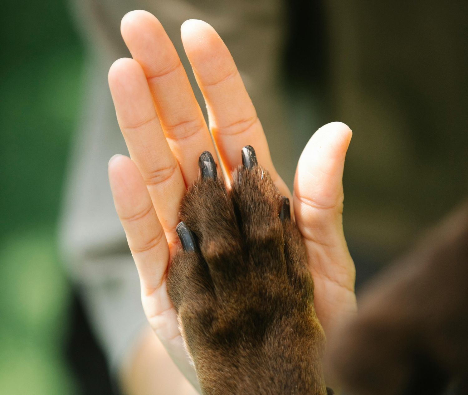 A ciência por trás da fidelidade dos cães aos seus tutores