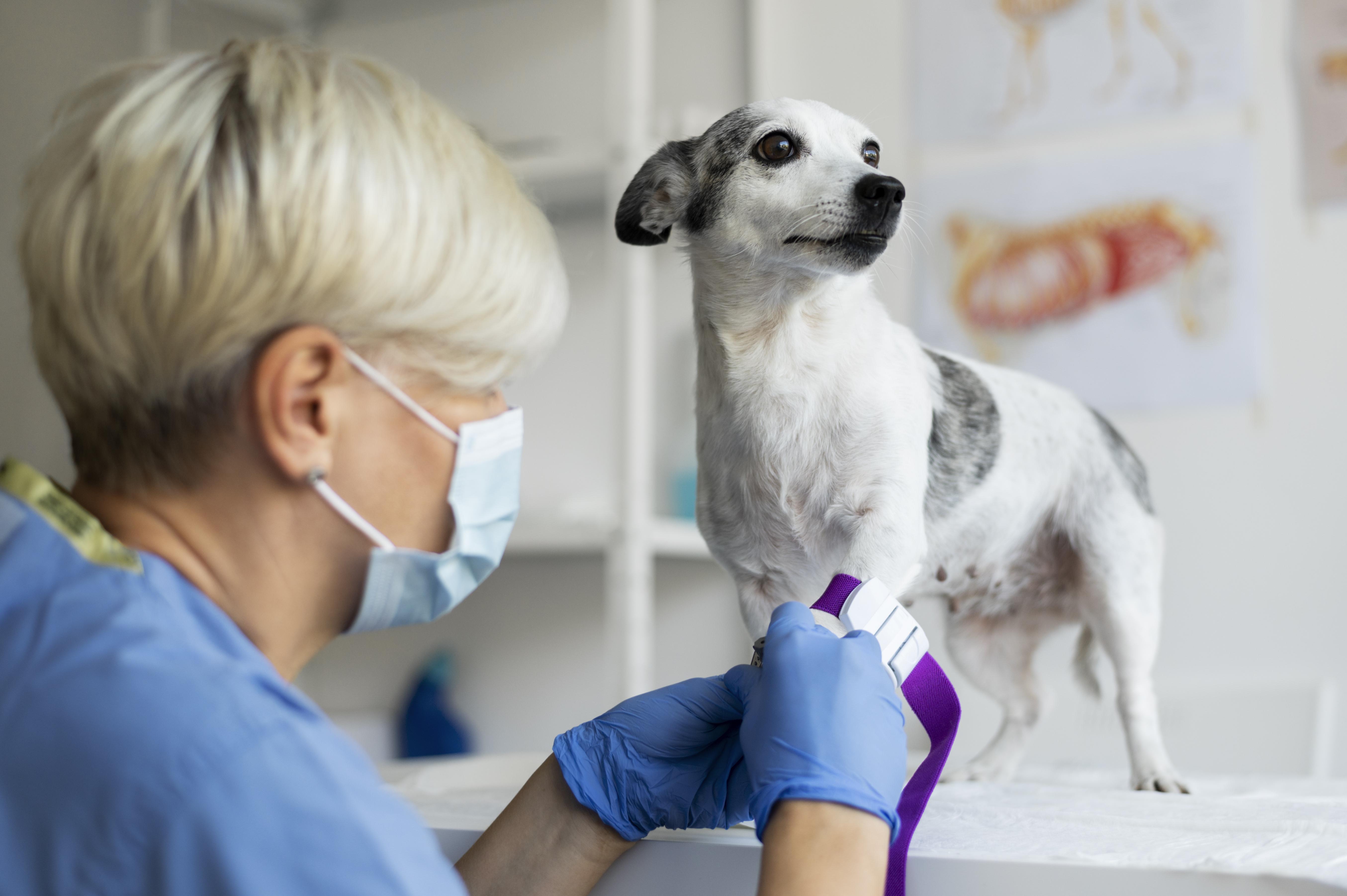 médicos-veterinários
