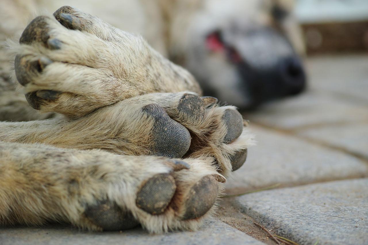 A difícil decisão pela eutanásia de um pet