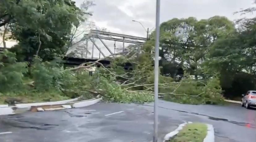 Árvore cai e interdita trecho na avenida Maranhão