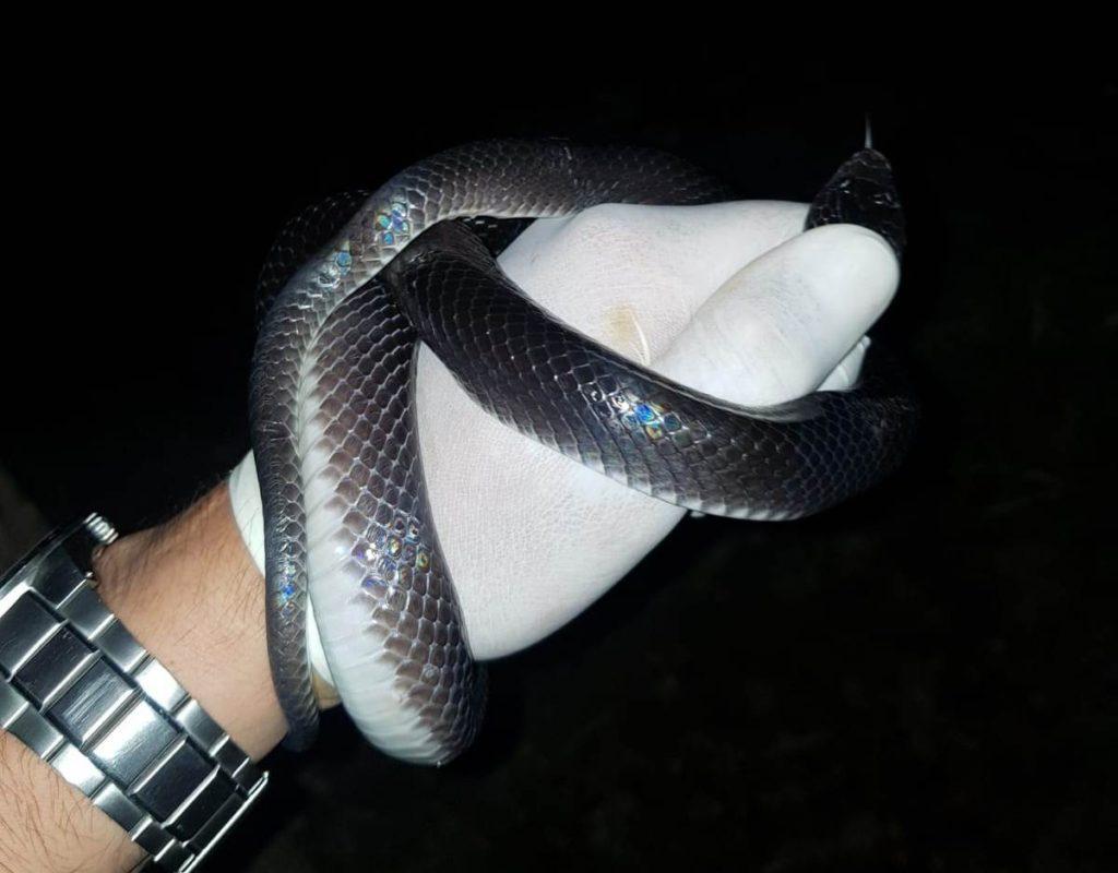 Cobra encontrada em telhado de casa em Piripiri