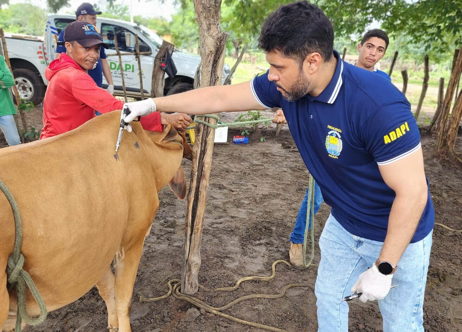 Com rebanho saudável vai permitir acesso a mercados nacionais e internacionais
