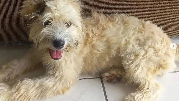 Mel foi adotada após aparecer escondida em sofá usado vendido em Joinville, Santa Catarina