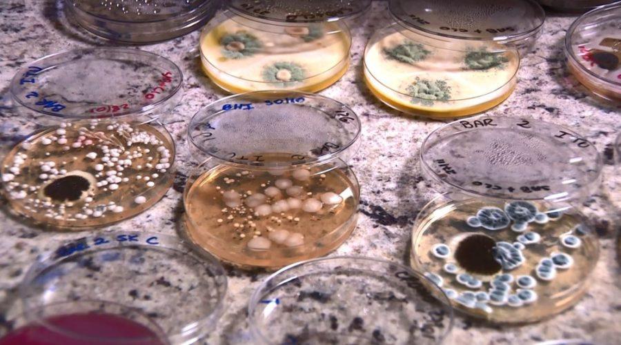Bebidas alcoólicas e refrigerantes em latinhas podem conter micro-organismos