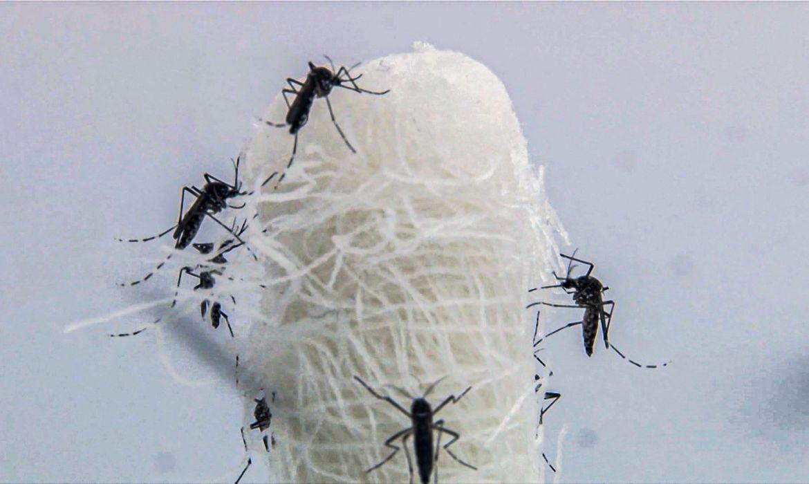 Brasil supera 5 milhões de casos prováveis de dengue