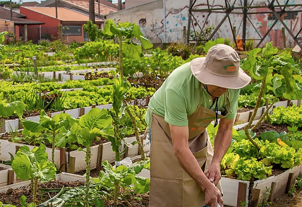 Projeto propõe reduzir temperaturas em hortas comunitárias do Grande Dirceu