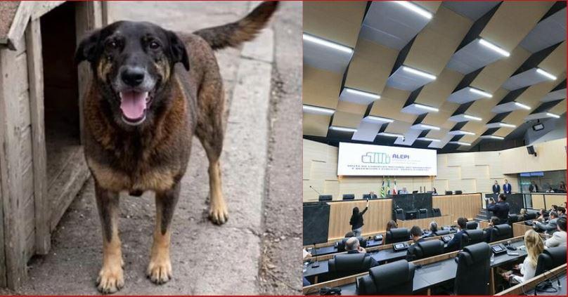 Caso do cachorro Orelha reforça debate sobre endurecimento das leis de proteção animal no Brasil
