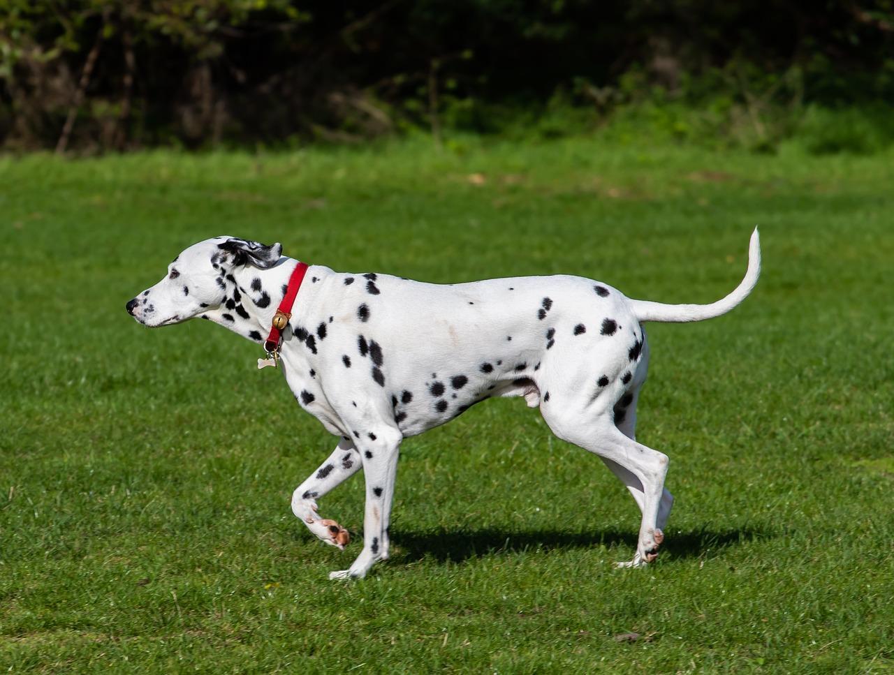 Alguns cuidados podem ampliar a expectativa de vida dos pets - Pixabay (1)