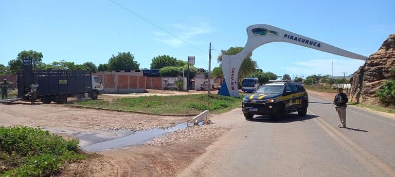Operação recolhe animais nas vias