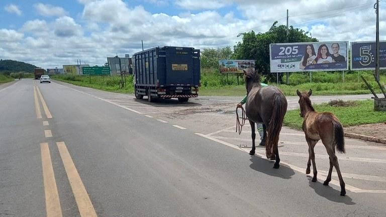 Animais são recolhidos nas rodovias