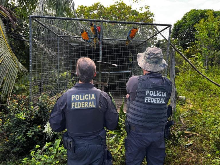 PF combate organização criminosa de tráfico de animais silvestres