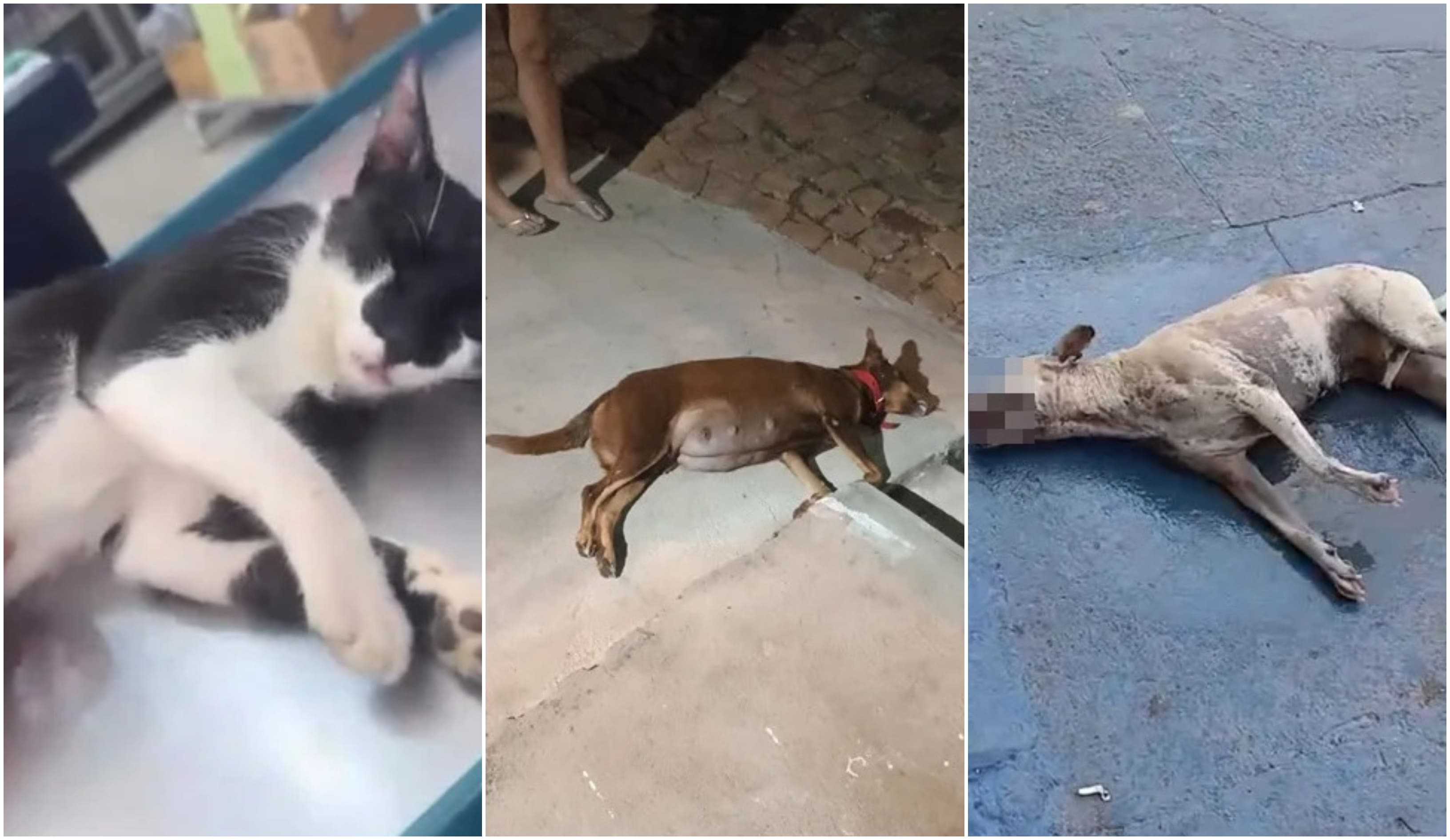 Mortes de cães e gatos em sequência preocupam moradores em Santa Cruz do Piauí