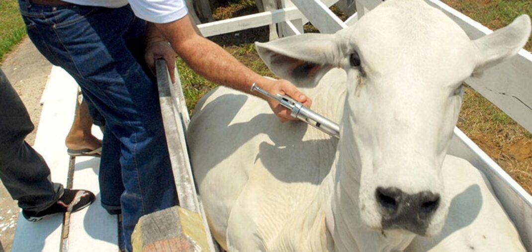 Vacina contra a aftosa em rebanhos