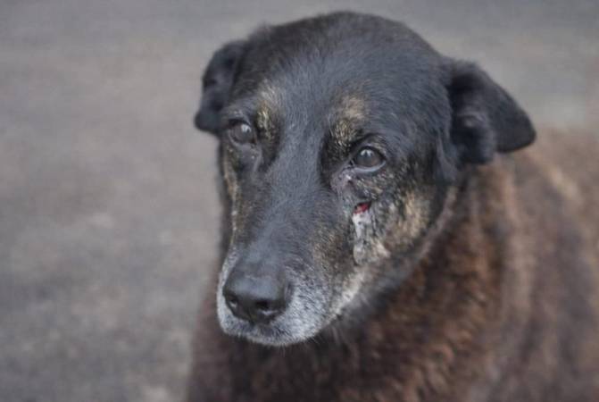 Orelha, cachorro comunitário conhecido pelo seu comportamento dócil e carinhoso