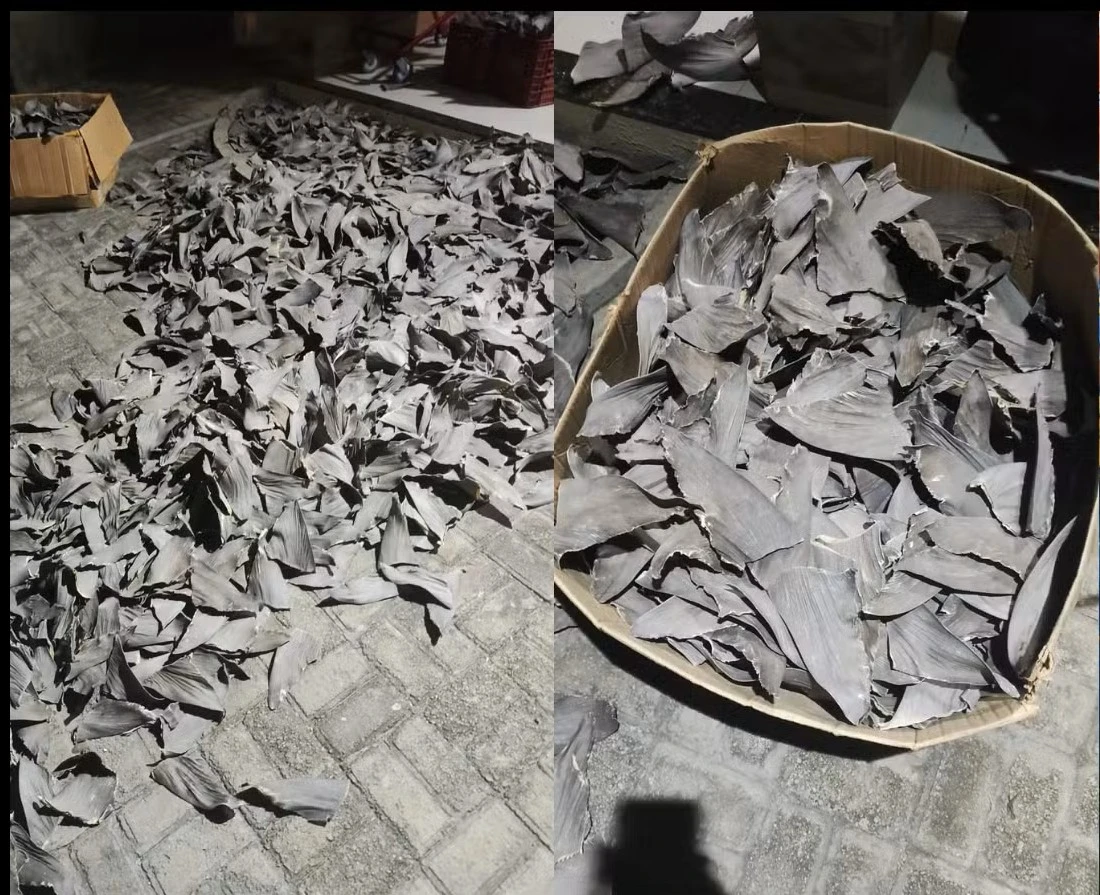 Justiça concede liberdade a chineses presos com barbatanas de tubarão em Parnaíba