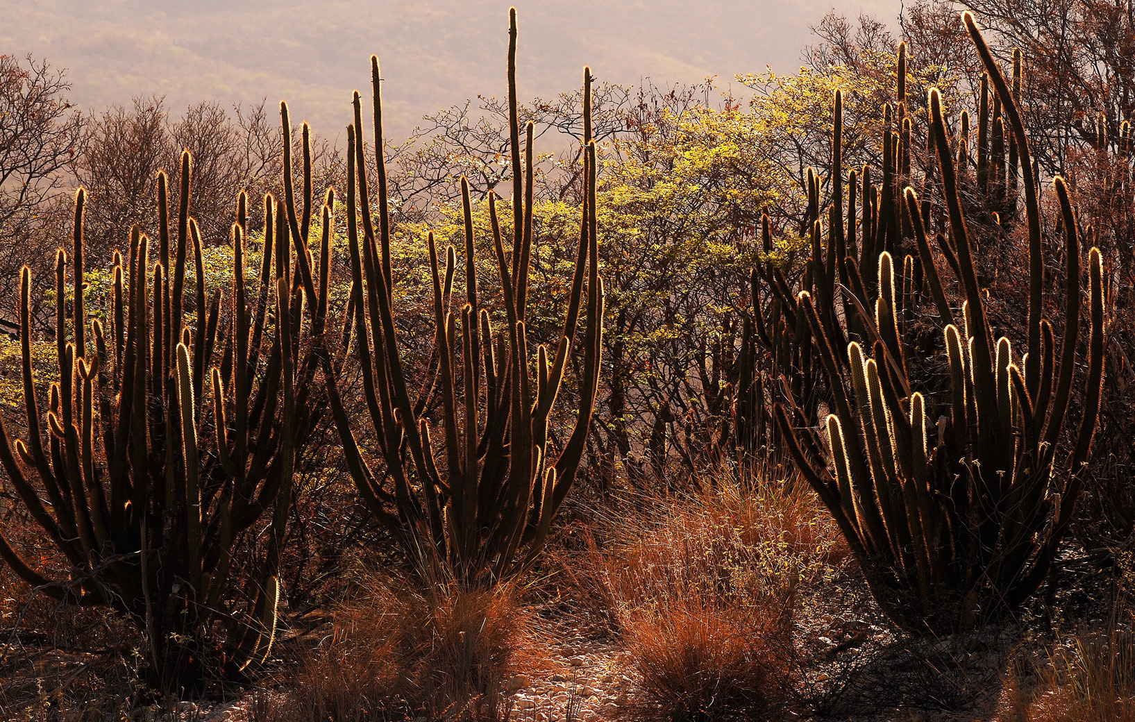 Operação Caatinga Resiste quer identificar e punir responsáveis por danos ambientais