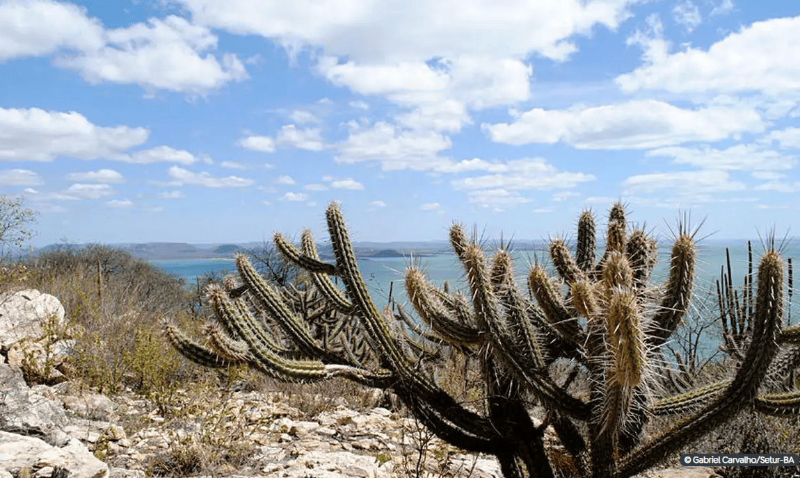Hectares Caatinga