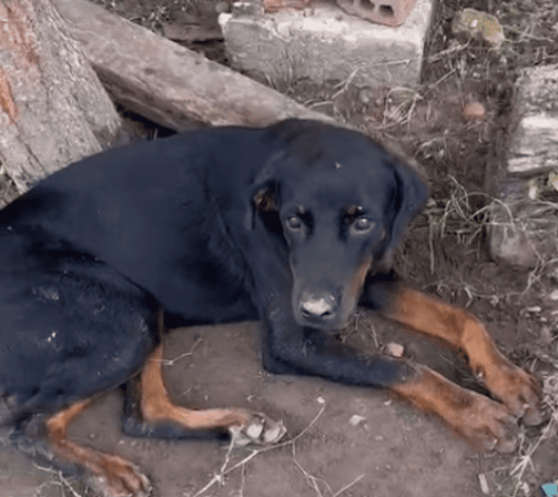 Cachorro abandonado na frente da Apipa