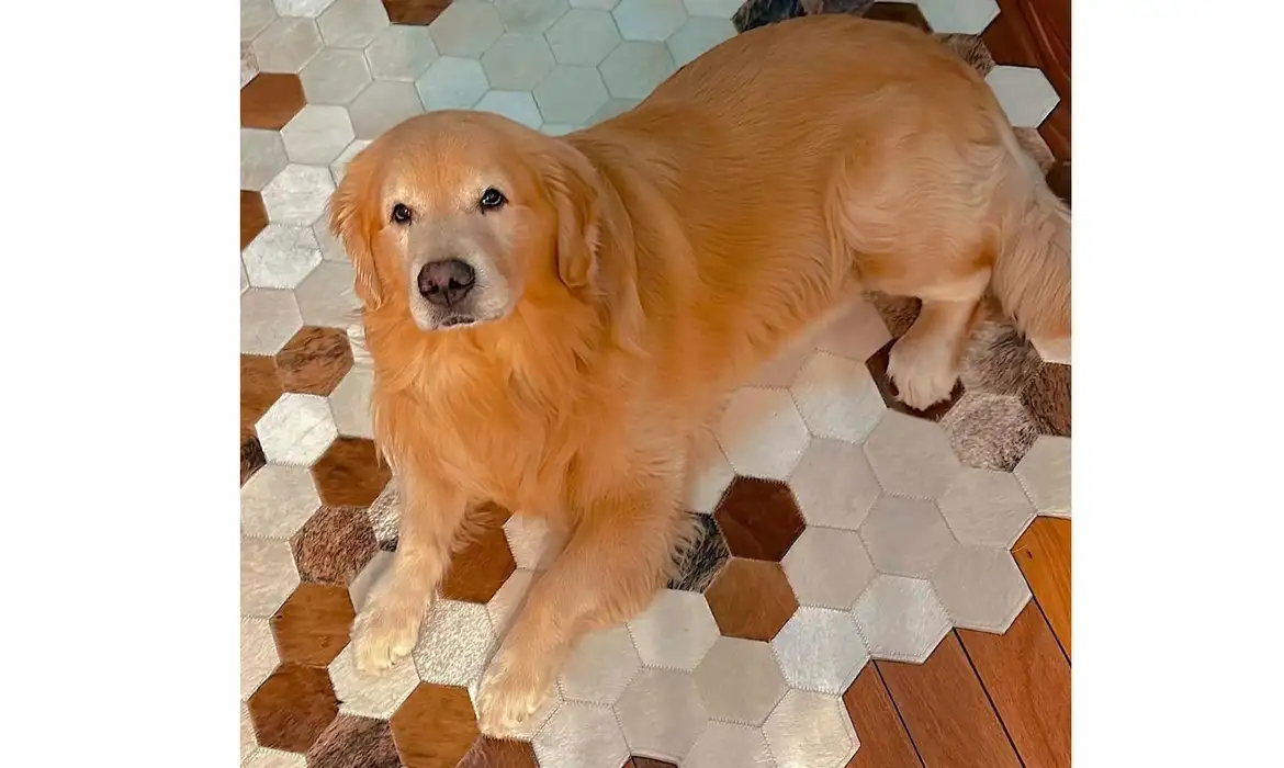 O cão Joca, que morreu durante um voo da Gol