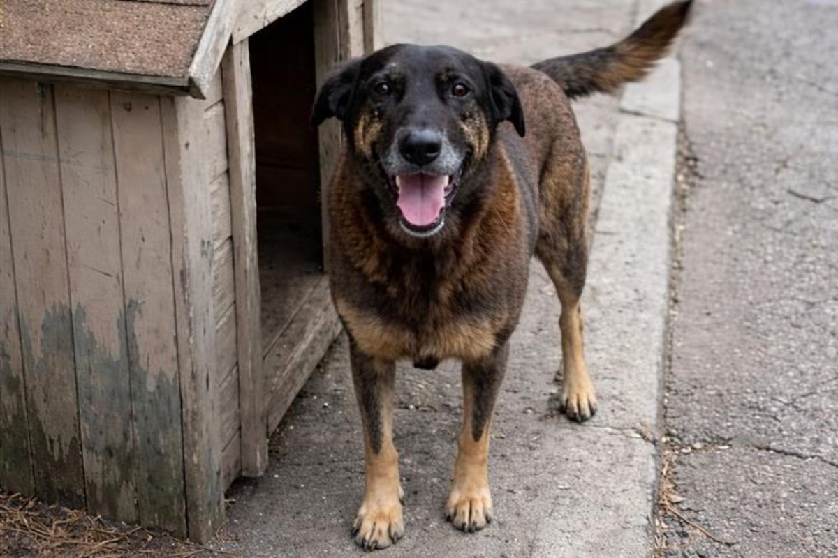 Quando a crueldade começa cedo: o caso do cão Orelha, os futuros maridos e pais