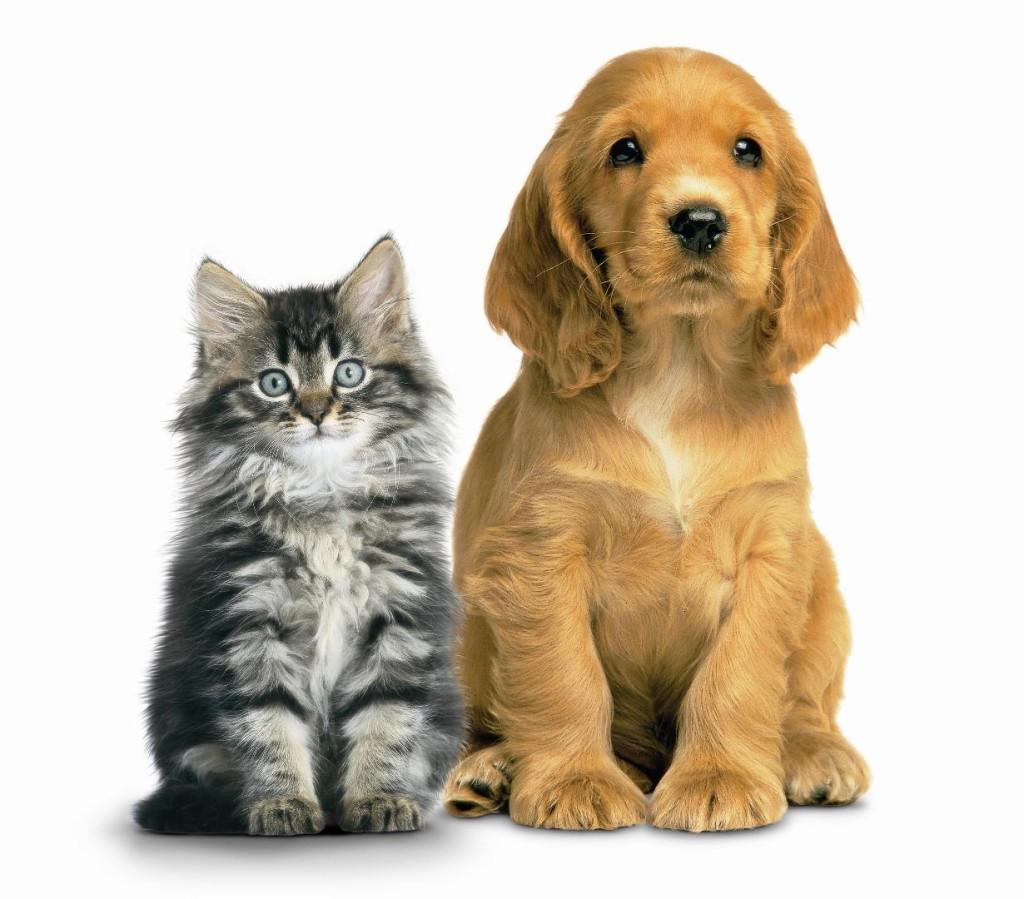 Gerenciamento de redes sociais para o mercado pet em Teresina