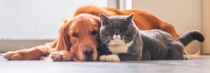 A castração traz benefícios aos animais. E ainda deixa todos menos agressivos
