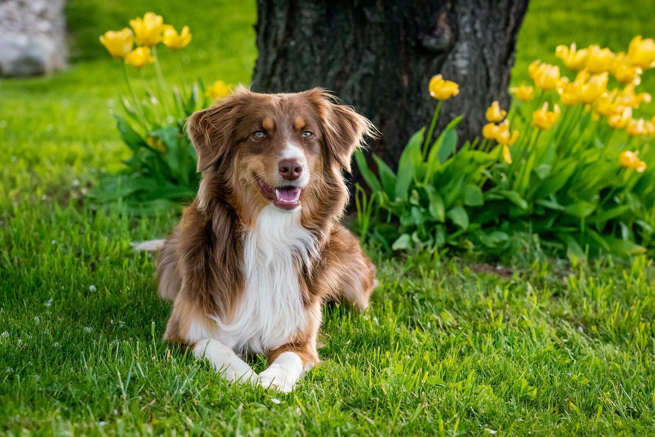 Cães precisam regularmente de estímulo mental e de atividades físicas