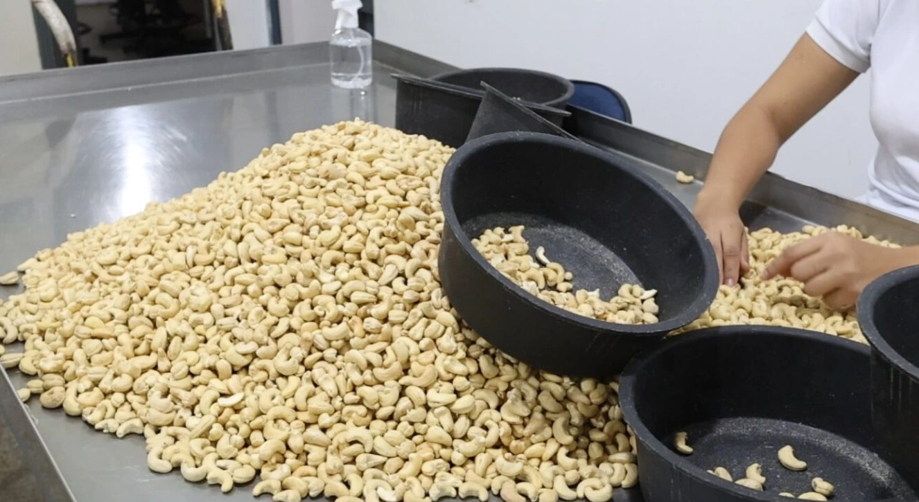 A castanha de caju gera emprego e renda para milhares de produtores familiares no Piauí