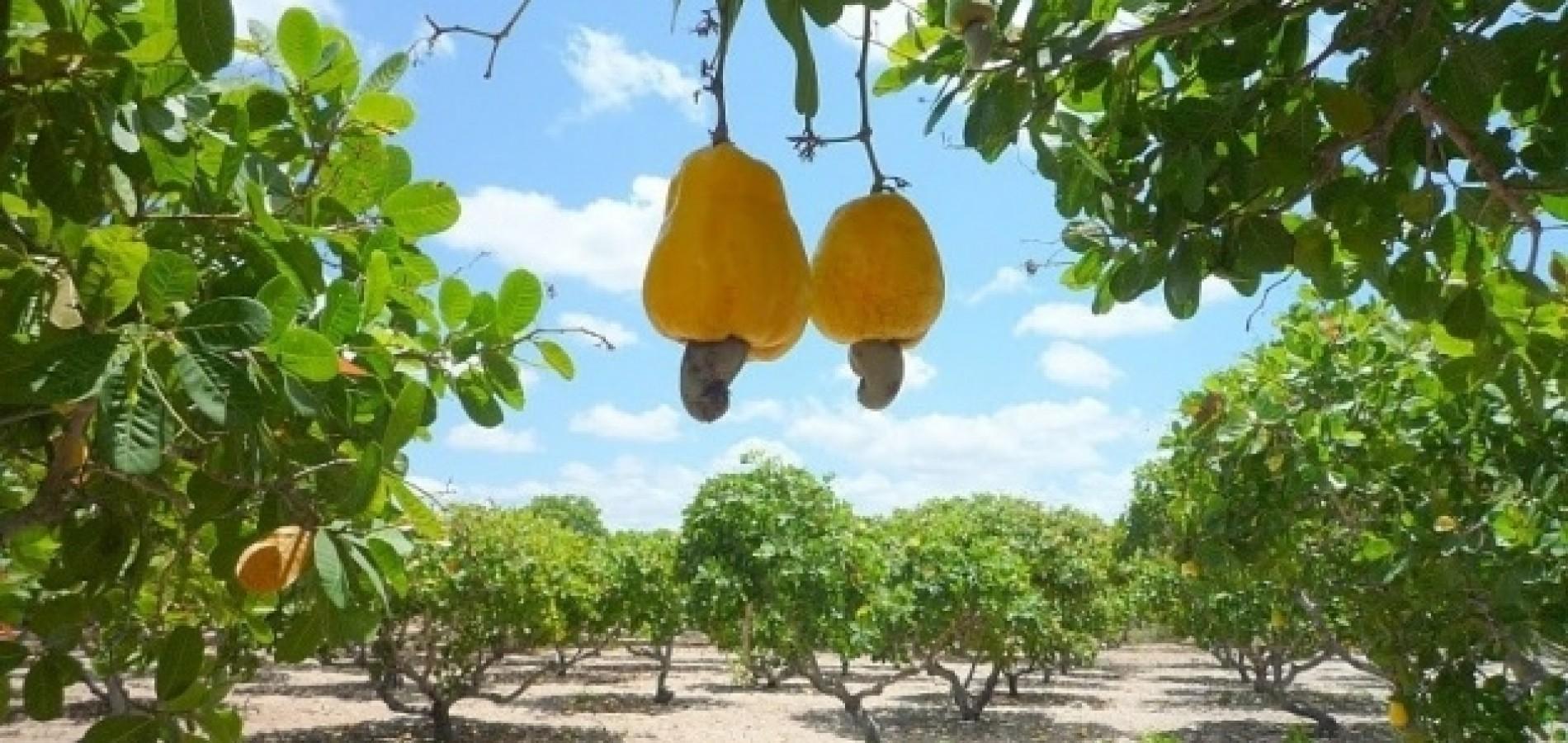 Caju oriundo da agricultura familiar no Piauí