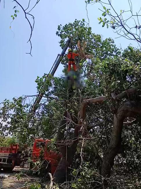 Corpo de Bombeiros foi acionado para retirar o corpo que ficou pendurado na árvore
